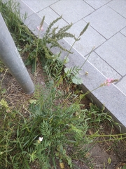 Onobrychis viciifolia