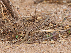 Aspidoscelis sonorae