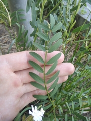 Onobrychis viciifolia