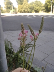 Onobrychis viciifolia