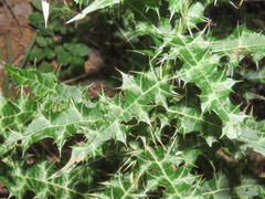 Ptilostemon strictus