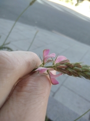 Onobrychis viciifolia