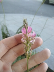 Onobrychis viciifolia
