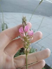 Onobrychis viciifolia