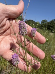 Dalea compacta pubescens