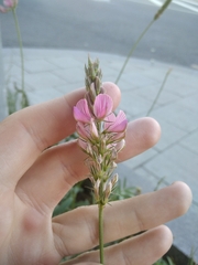 Onobrychis viciifolia