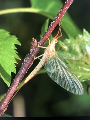 Potamanthus luteus