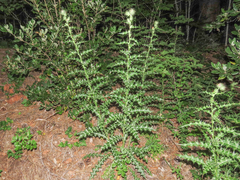 Ptilostemon strictus