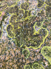 Polycauliona verruculifera