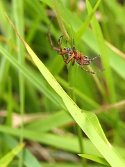 Neoscona adianta