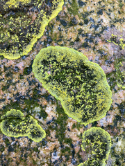 Polycauliona verruculifera