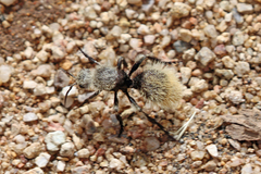 Dasymutilla magna