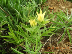 Castilleja christii