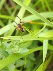 Neoscona adianta