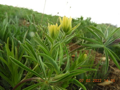 Castilleja christii