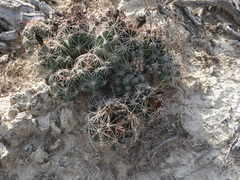 Coryphantha macromeris