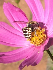 Anthidium porterae