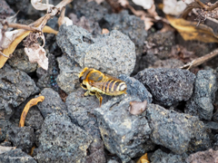 Megachile binominata