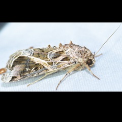 Spodoptera pulchella