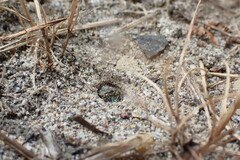 Cicindela oregona