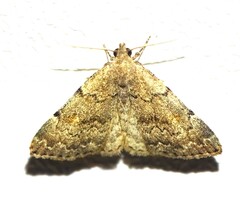 Idia concisa
