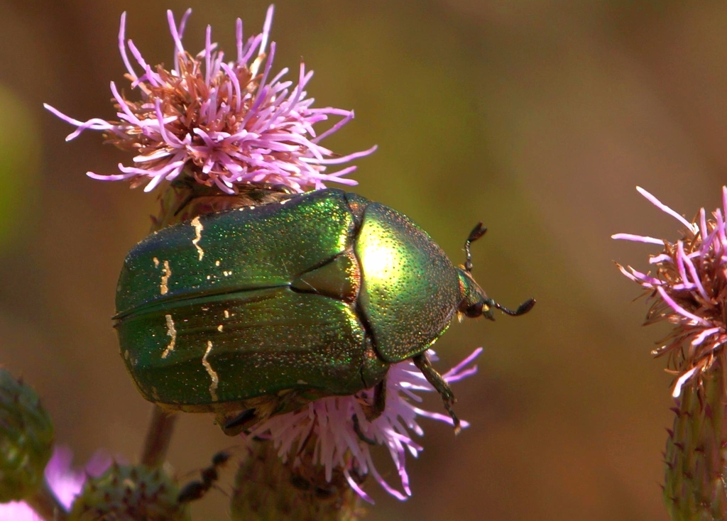 Cetonia carthami (Invertebrados del Parque Natural de Collserola ...