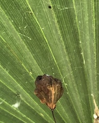 Mischocyttarus mexicanus