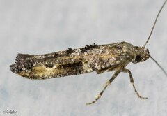 Epermenia albapunctella