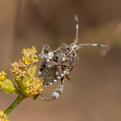 Merocoris curtatus