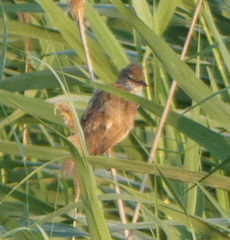 Acrocephalus arundinaceus