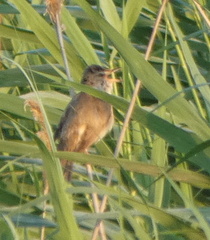 Acrocephalus arundinaceus