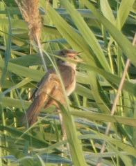 Acrocephalus arundinaceus