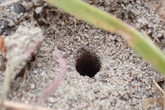 Cicindela oregona
