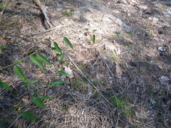 Vincetoxicum hirundinaria hirundinaria