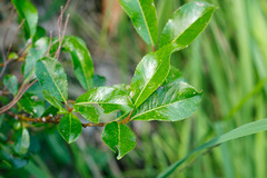 Salix glabra