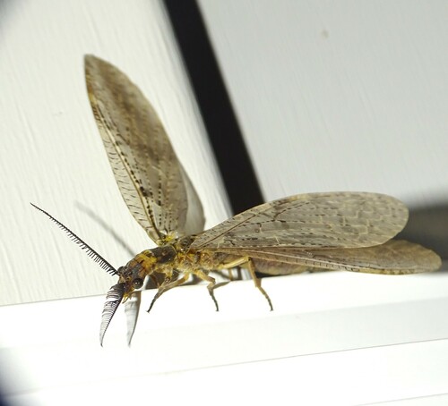 Summer Fishfly photo 6