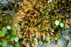 Orthothecium rufescens