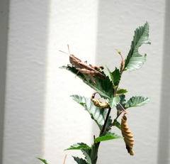 Chortophaga viridifasciata