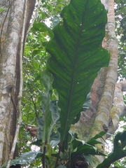 Anthurium upalaense