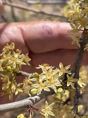 Bursera microphylla
