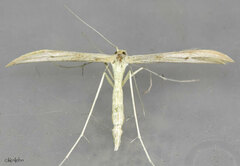 Hellinsia paleaceus