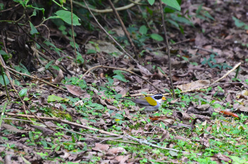 Moss-backed Sparrow (Arremon dorbignii), photo 10