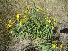 Hieracium umbellatum filifolium