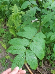 Fraxinus nigra image