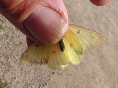 Colias christina