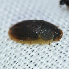 Helobata larvalis