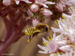 Megachile binominata