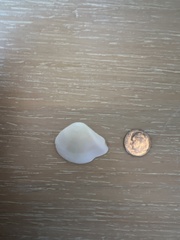 Kalolophus speciosus