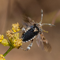 Merocoris curtatus