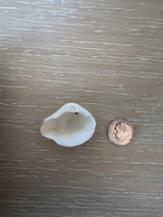 Kalolophus speciosus